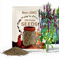 Bulk Dreadlock Amaranth Seeds, Ancient Grain, Hot Climate, Very nutritious grain, Amaranthus caudatus gibbosus AM011C