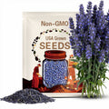 25 Blue Moon Catmint Flower Seeds