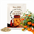 10 Munchkin Pumpkin Seeds. Ships free