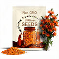 100 Orange Bee Balm Seeds: Perennial Pollinator Garden Flower